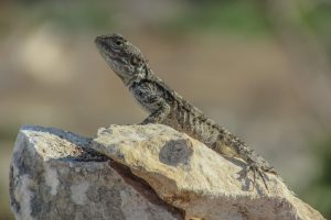 lizard, kurkutas, reptile, fauna, animal, wildlife, nature, species, herpetology, adaptation, cyprus