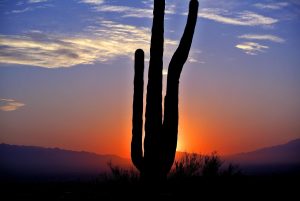cactus, sunrise, desert, landscape, nature, arizona, cactus, cactus, cactus, cactus, cactus, arizona