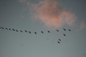 A flock of birds flying in formation against a sunset sky with clouds in Virginia.
