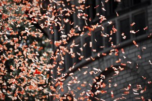 leaves, wind, confetti, dream a little dream, dreams, vision, nature, free, flying, let go
